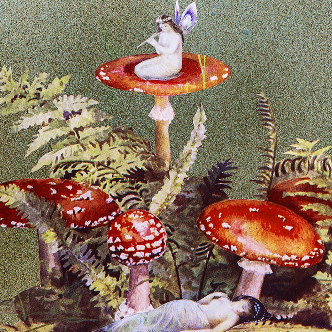 Toadstools Greetings Card