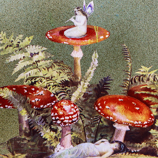 Toadstools Greetings Card