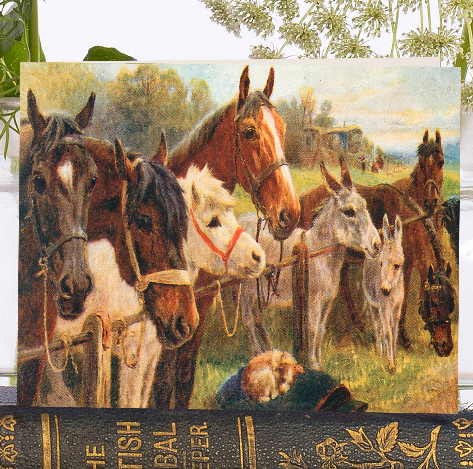 Horse Birthday Card