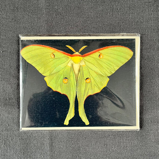 Little Moth Greetings Card