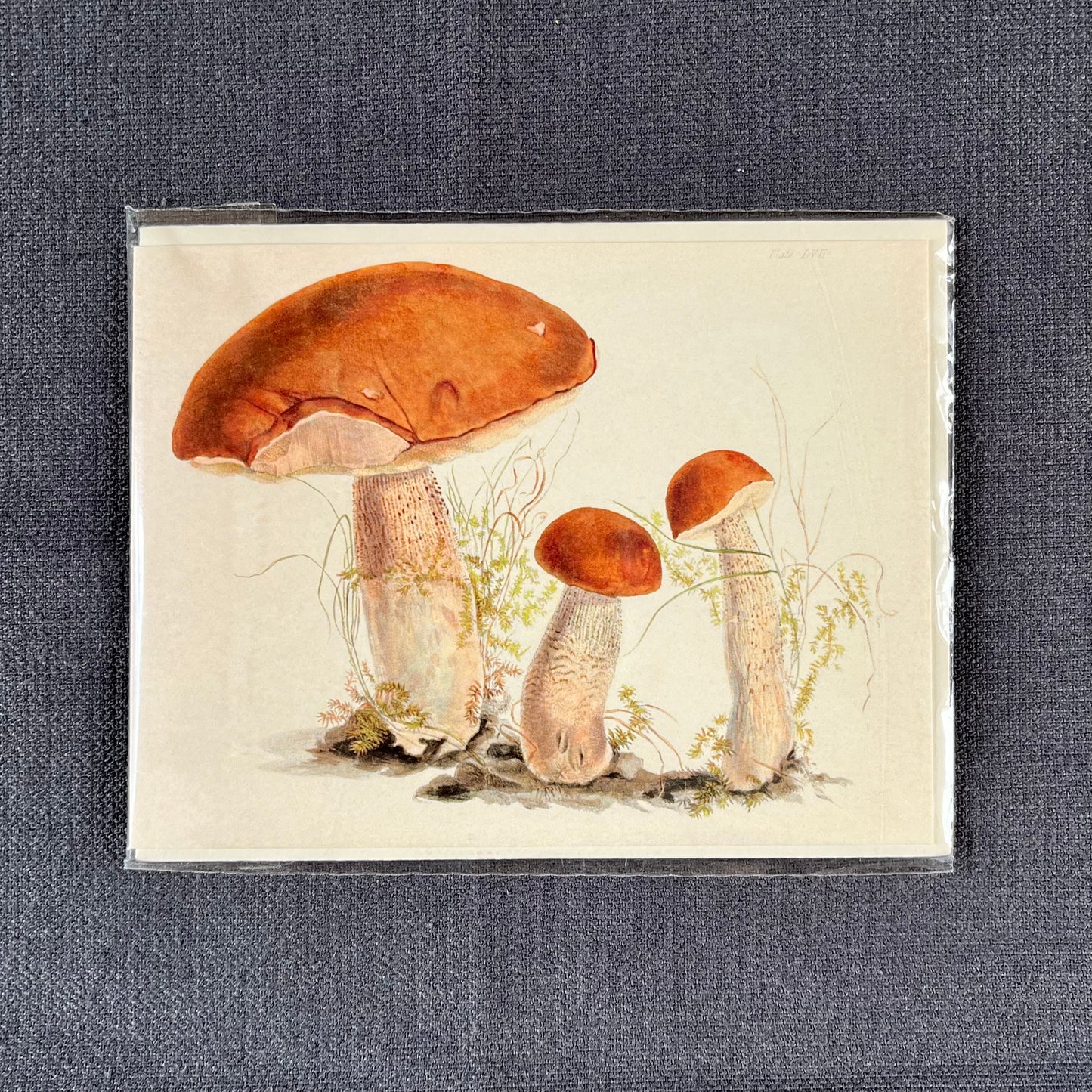Little Vintage Mushroom Greetings Card
