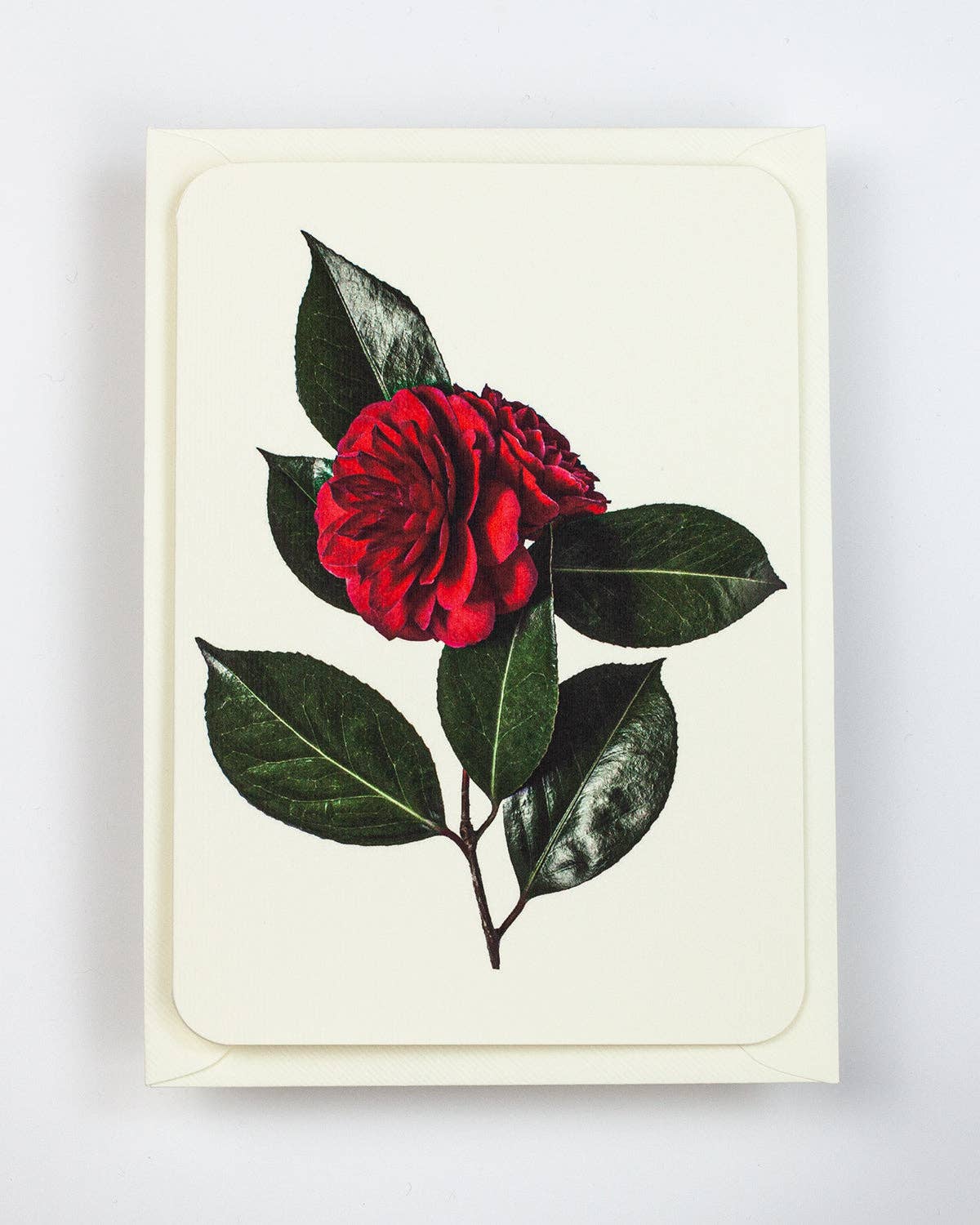 Camellia Greeting Card